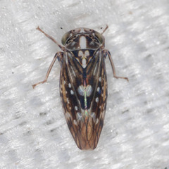 Stenidiocerus poecilus