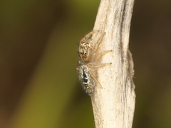 Thyene imperialis