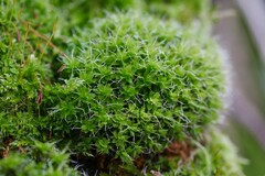 Syntrichia calcicola