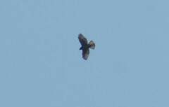 Buteo plagiatus