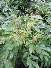 Lepidocupania glomeriflora