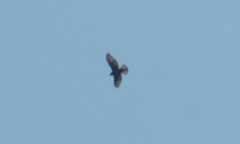 Buteo plagiatus