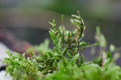 Cryphaea heteromalla