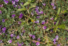 Astragalus kentrophyta