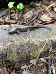 Ambystoma talpoideum