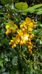 Senna latifolia