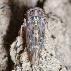 Stenidiocerus poecilus