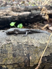 Ambystoma talpoideum