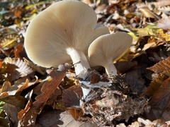 Clitocybe nebularis