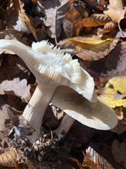Clitocybe nebularis
