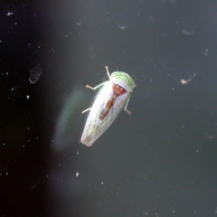Viridicerus ustulatus