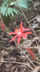 Silene virginica
