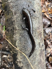 Ambystoma talpoideum
