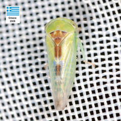 Viridicerus ustulatus