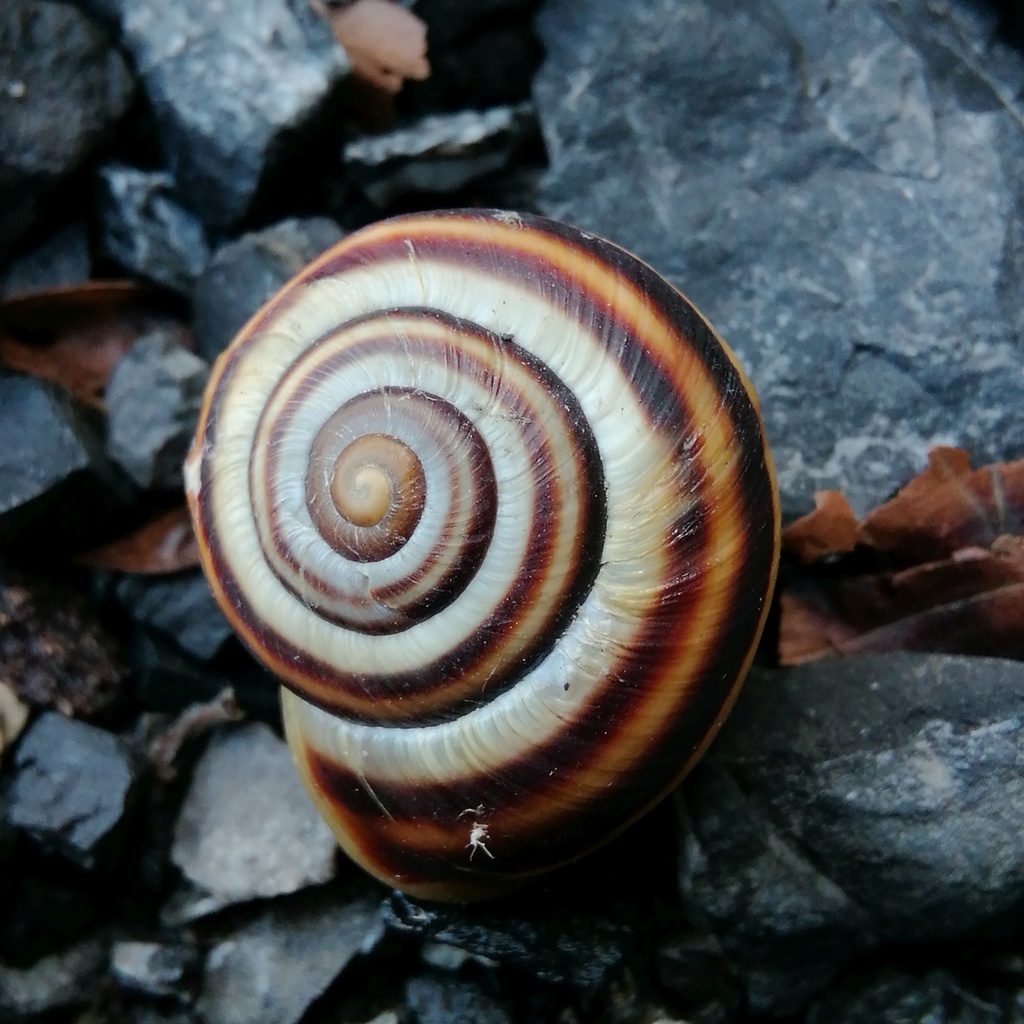Pseudotrizona