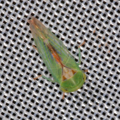 Viridicerus ustulatus