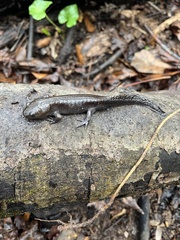 Ambystoma talpoideum