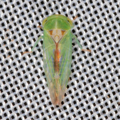 Viridicerus ustulatus