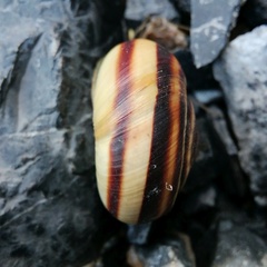 Pseudotrizona inflata