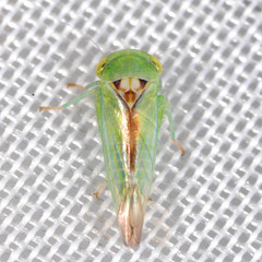 Viridicerus ustulatus