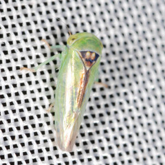 Viridicerus ustulatus