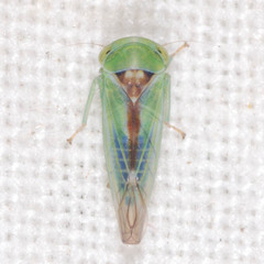 Viridicerus ustulatus