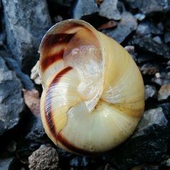 Pseudotrizona inflata