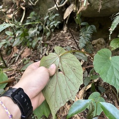 Begonia chitoensis