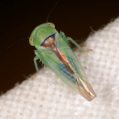 Viridicerus ustulatus