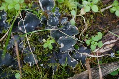 Peltigera didactyla
