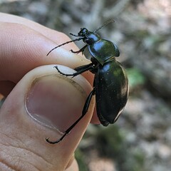 Carabus glabratus