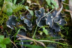 Peltigera didactyla