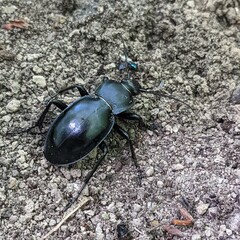 Carabus glabratus