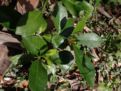 Citrus deliciosa