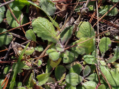 Erigeron quercifolius