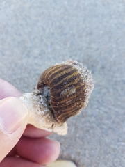 Calliactis parasitica