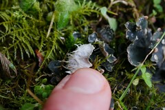Peltigera didactyla