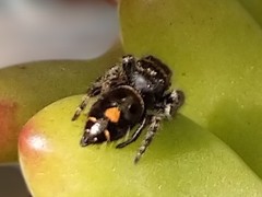 Phidippus audax