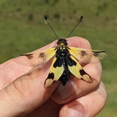 Libelloides macaronius
