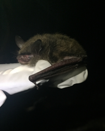 Myotis septentrionalis