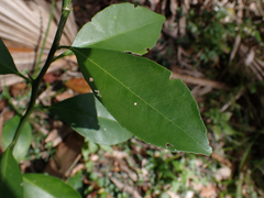 Citrus deliciosa