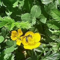 Chelostoma florisomne