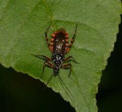 Sphedanolestes cingulatus