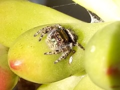 Phidippus audax
