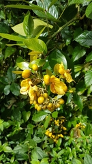 Senna latifolia