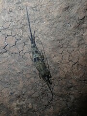 Petrobius brevistylis