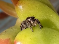 Phidippus audax