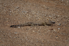 Varanus albigularis angolensis
