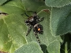 Phidippus audax