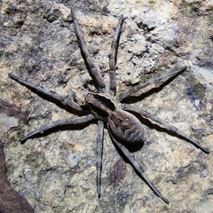 Lycosa praegrandis